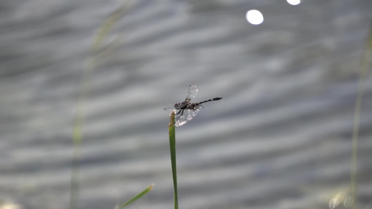 Close-up footage of a dragonfly resting on a reed by a calm, rippling water surface. Peaceful nature scene ideal for background, B-roll, or wildlife content.