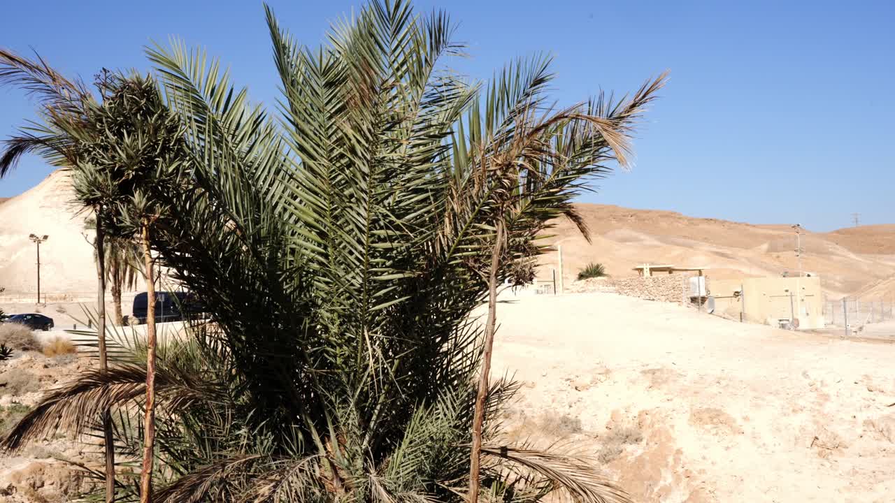 Bela paisagem desértica com dunas de areia e uma palmeira solitária