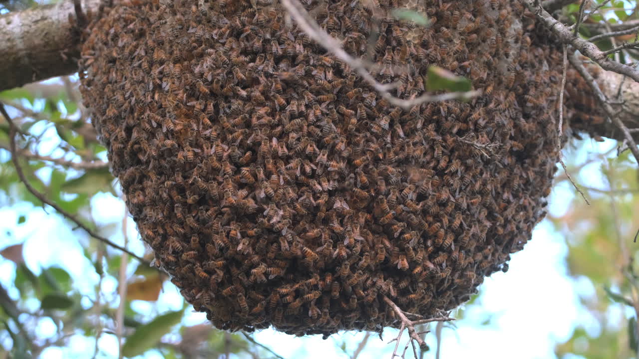 colmena de miel natural en rama de árbol con enjambres de abejas