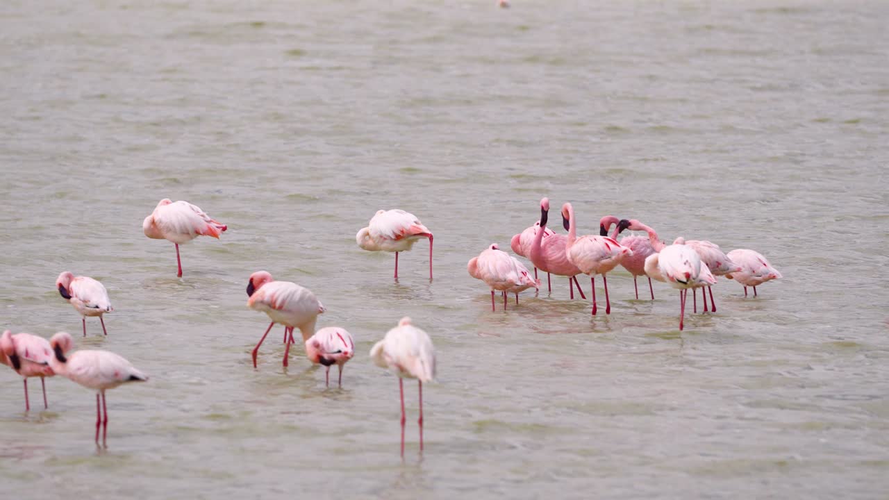 bandada de flamencos menores bañándose en un lago poco profundo en el cráter ngorongoro en tanzania áfrica, disparo de teleobjetivo estable