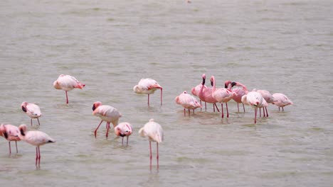 Bandada-De-Flamencos-Menores-Bañándose-En-Un-Lago-Poco-Profundo-En-El-Cráter-Ngorongoro-En-Tanzania-áfrica,-Disparo-De-Teleobjetivo-Estable