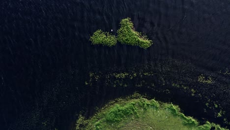 Top-down-bird's-eye-shot-of-beautiful-natural-green-marshes-with-white-egret-birds-resting-and-flying-on-the-coast-of-the-man-made-Guarapiranga-Reservoir-in-the-south-of-São-Paulo,-Brazil