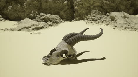skull of a desert animal resting on sandy ground in a dry landscape