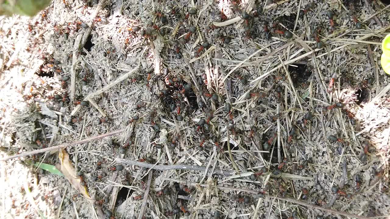 Red ants working very hard in a beautiful day in the sunlight.