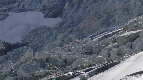 Wild-Alpine-goats-scrambling-down-a-steep-rocky-mountain,-in-Slow-Motion