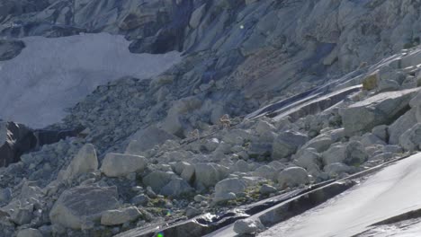 cabras alpinas salvajes bajando por una empinada montaña rocosa, en cámara lenta
