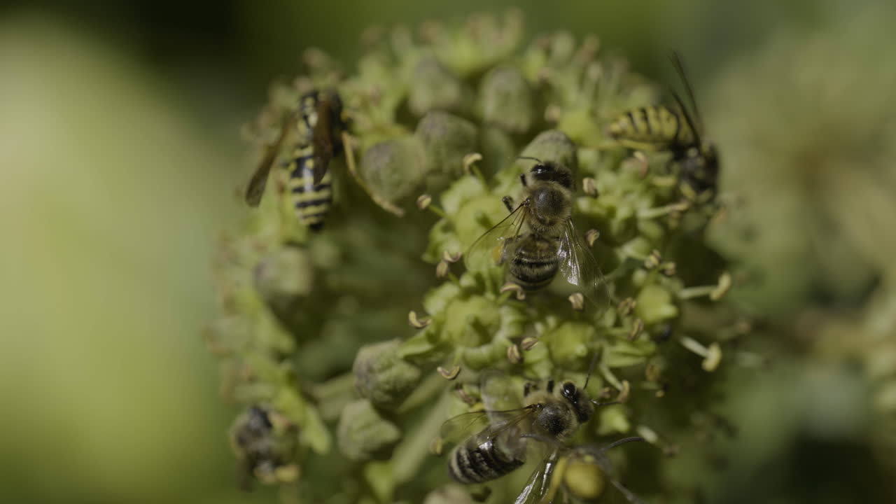Bees and Wasps on a Flower