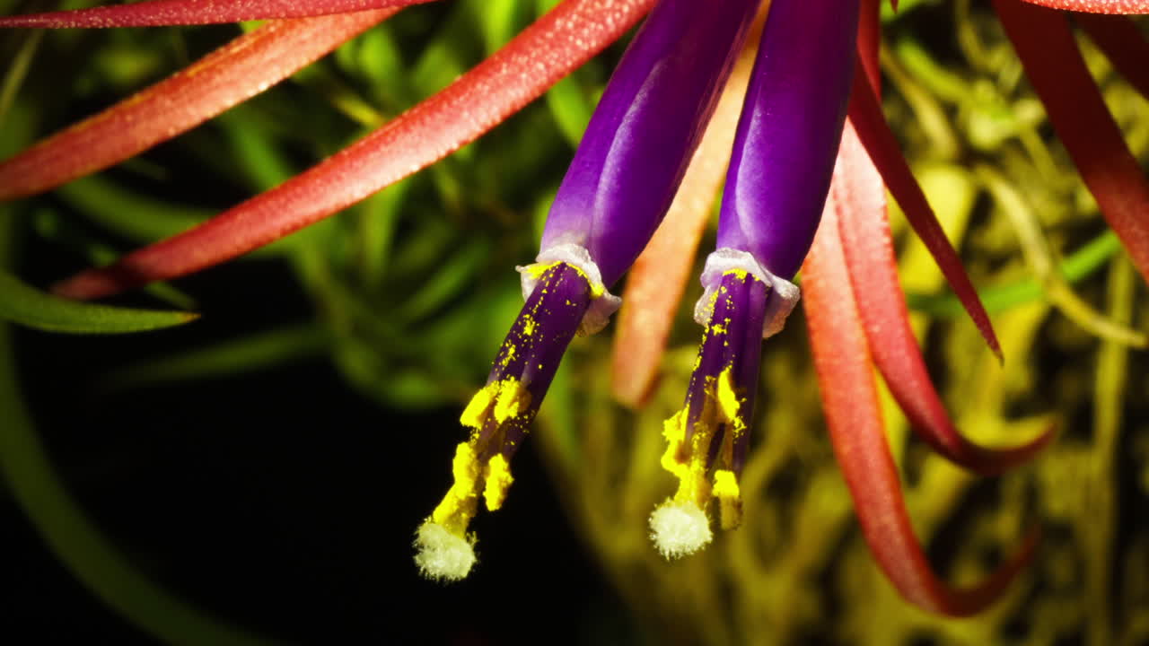 공기 식물 꽃의 시간 경과