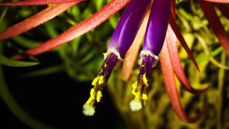 lapso de tiempo de floración de la planta de aire
