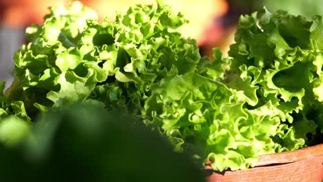 fresh lettuce in a pot