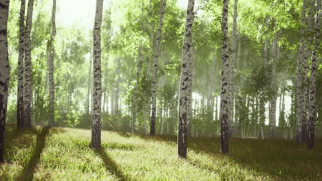 bosque de abedul veraniego durante un amanecer brumoso