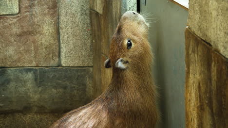 retrato de carpincho en el establo obteniendo comida de la mano del niño detrás de la cerca en un zoológico