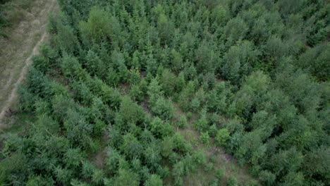 Raise-shot-looking-over-beautiful-pine-forest-in-the-evening