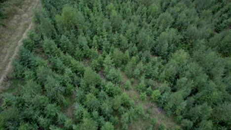 raise shot looking over beautiful pine forest in the evening