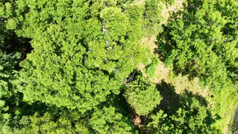 Top-down-view-of-North-Muskegon-trees-in-bloom