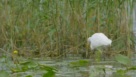 Großer-Weißer-Reiher-Jagt-Fische-Im-See-Und-Fliegt-In-Zeitlupe