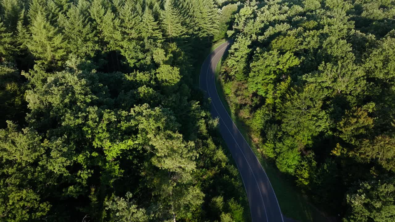 울창 한 숲 을 가로질러 휘어지는 도로 의 공중 사진