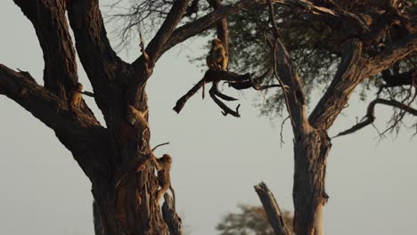 babuinos jóvenes divirtiéndose en un árbol en la luz lateral de la mañana, khwai botswana