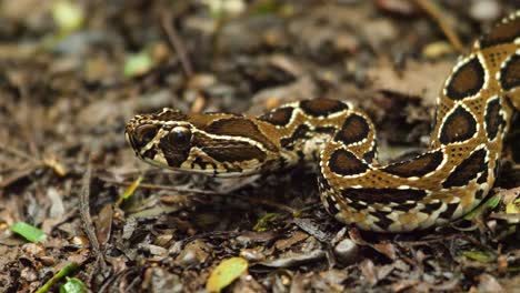 la serpiente víbora juvenil de russell yace en una emboscada sobre el suelo húmedo con su maravilloso patrón en el cuerpo que lo camufla completamente de su presa, serpiente venenosa encontrada en la india