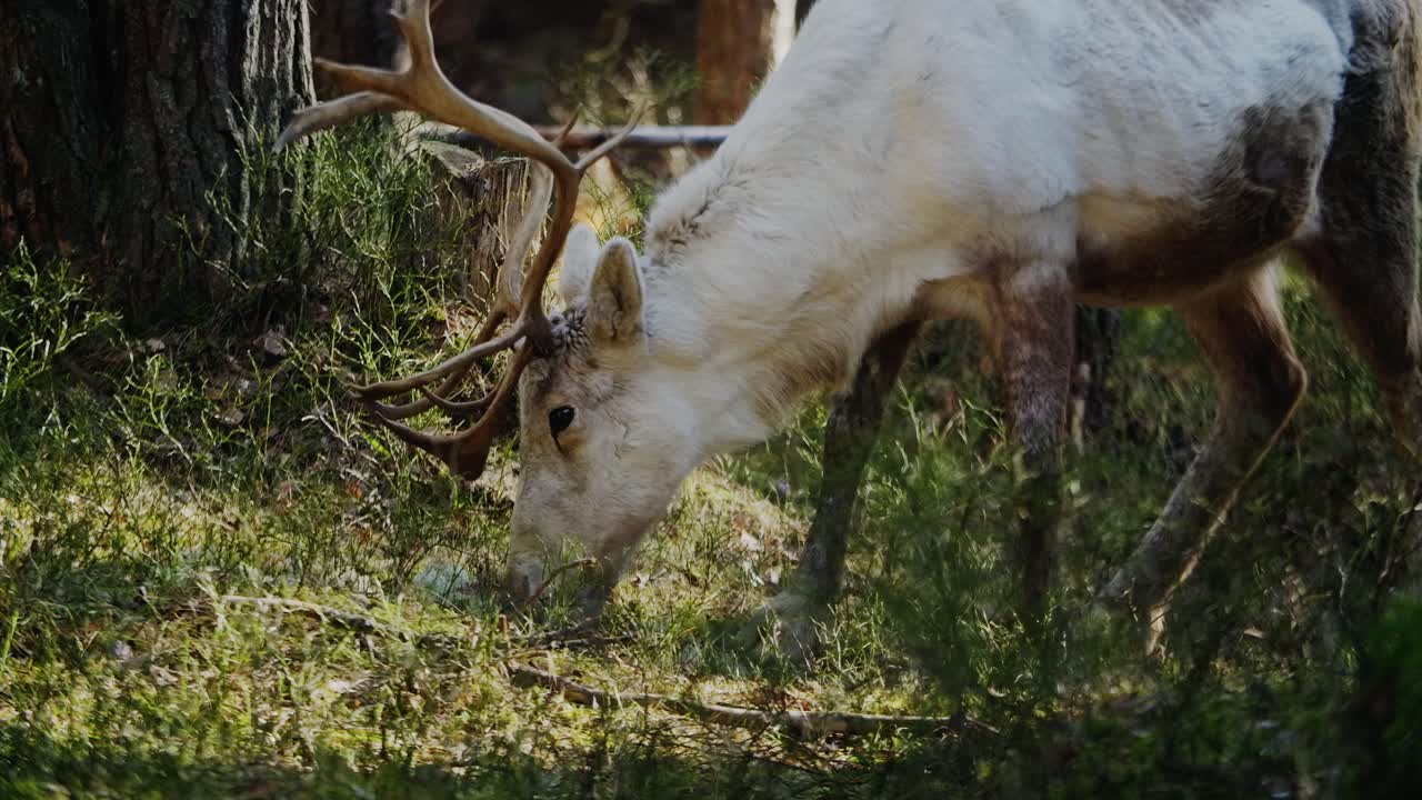 ciervo del bosque con hermosos cuernos comiendo hierba en una sombrilla