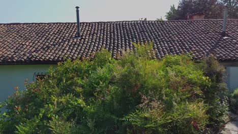 pathway surrounded by foliage