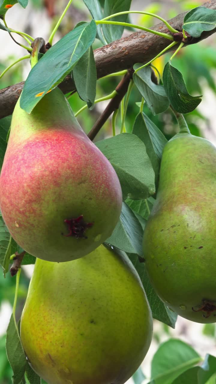 Fresh pears growing on a tree during summer in a garden