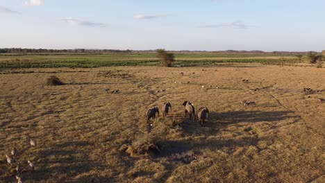 KIMANA-SANCTUARY-WILDLIFE-AT-SUNSET-BY-DRONE-AERIAL-ELEPHANTS-ZEBRAS