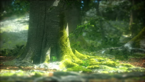 el bosque primitivo con suelo de musgo