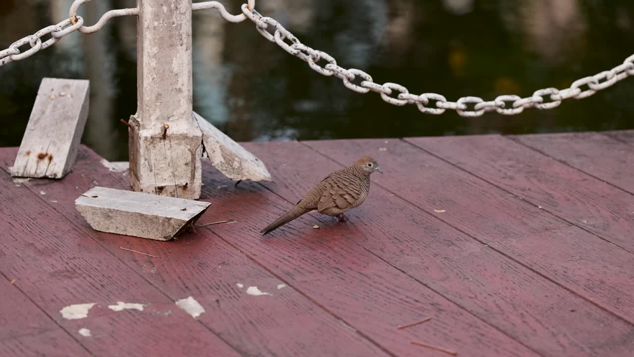 paloma cebra caminando en una cubierta de madera