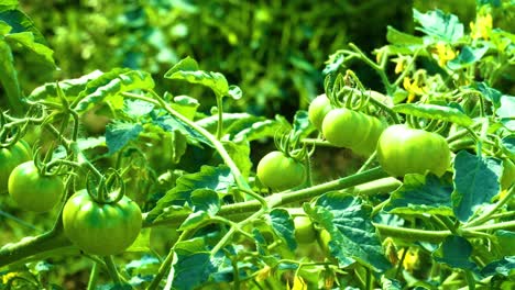 tomate verde inmaduro plantado en hojas de vid, agricultura de alimentos orgánicos