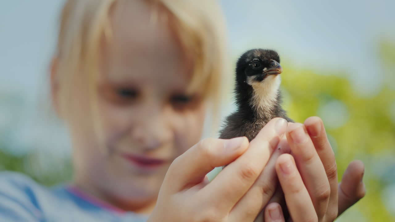 retrato de uma menina segurando uma pequena vida de galinha no conceito de fazenda 4k vídeo