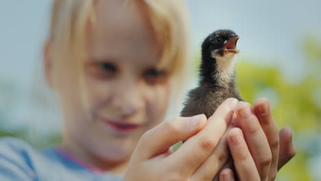 porträt eines kleinen mädchens, das ein kleines hühnerleben auf dem farmkonzept 4k-video hält