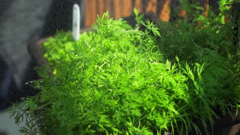 watering of a dill herb