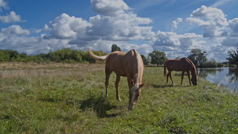 un hermoso caballo está comiendo hierba.