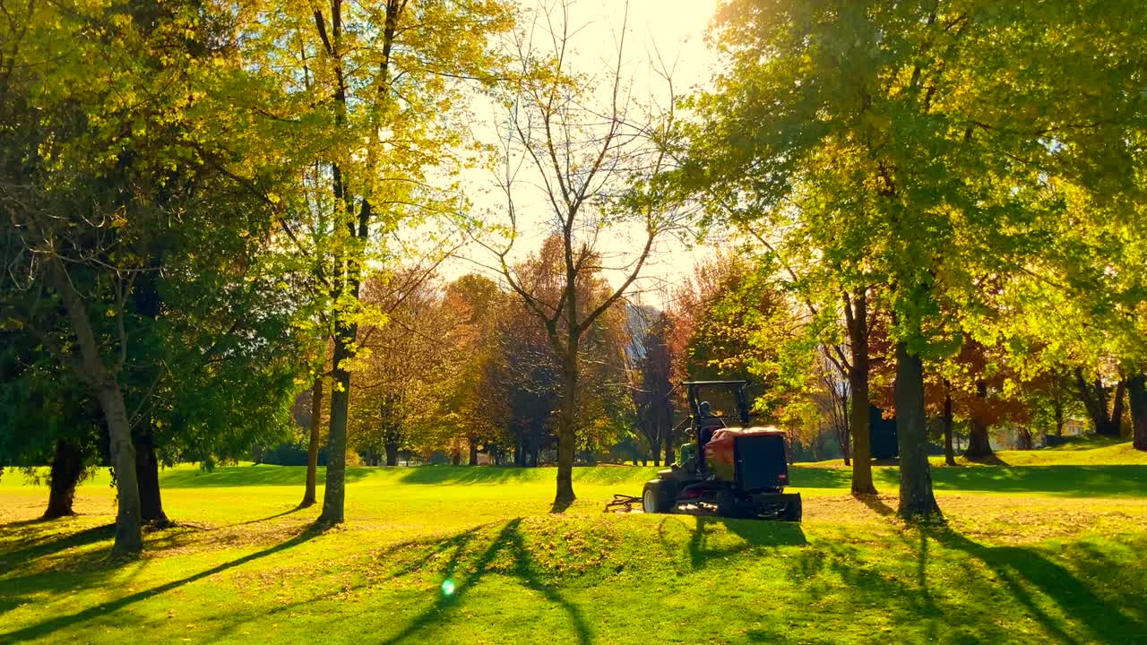 잔디 기 기계는 나무와 빛으로 골프 코스에서 가을 잎을 청소합니다.