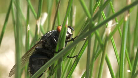 Tabanidae-Bremse,-Die-Sich-Im-Gras-Versteckt,-Nahaufnahme-Makroansicht