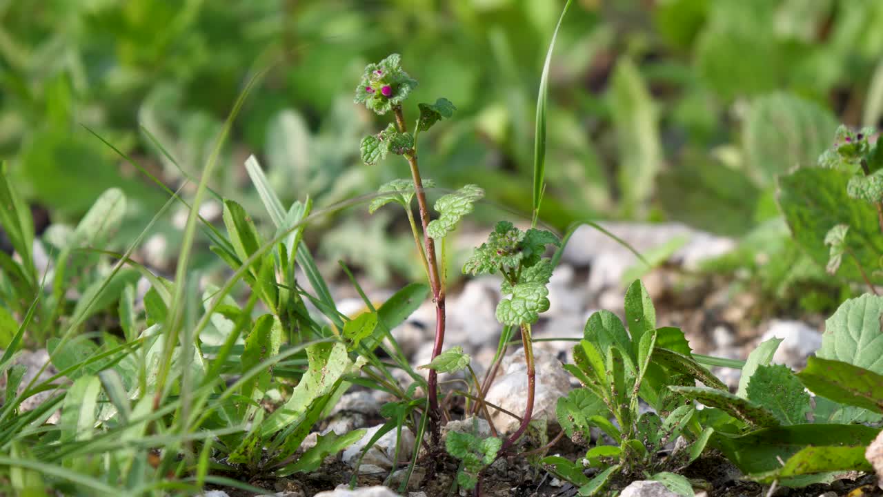 hierba silvestre como fondo videos de la naturaleza