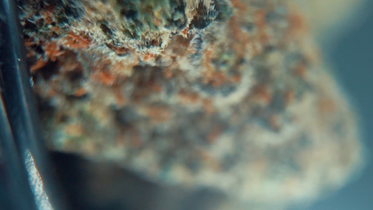 una toma vertical macro cinematográfica crujiente de una planta de cannabis, variedades híbridas de naranja, sativa, flor de marihuana, en un soporte giratorio, full hd, super cámara lenta, 120 fps, iluminación de estudio