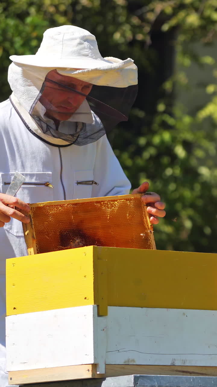 Apiculturist near beehive. Male beekeeper in protective hat and suit working in the bee-garden in bright summer day. Apiarist prepares frames with scrub. Vertical video