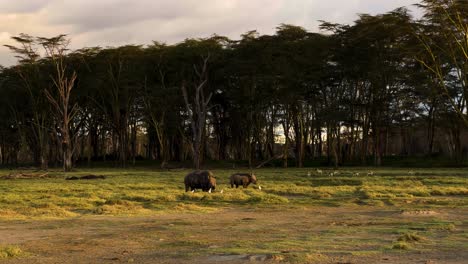Spitzmaulnashörner-Und-Andere-Wilde-Tiere-Im-Nationalpark-Lake-Nakuru-In-Kenia-Bei-Sonnenuntergang