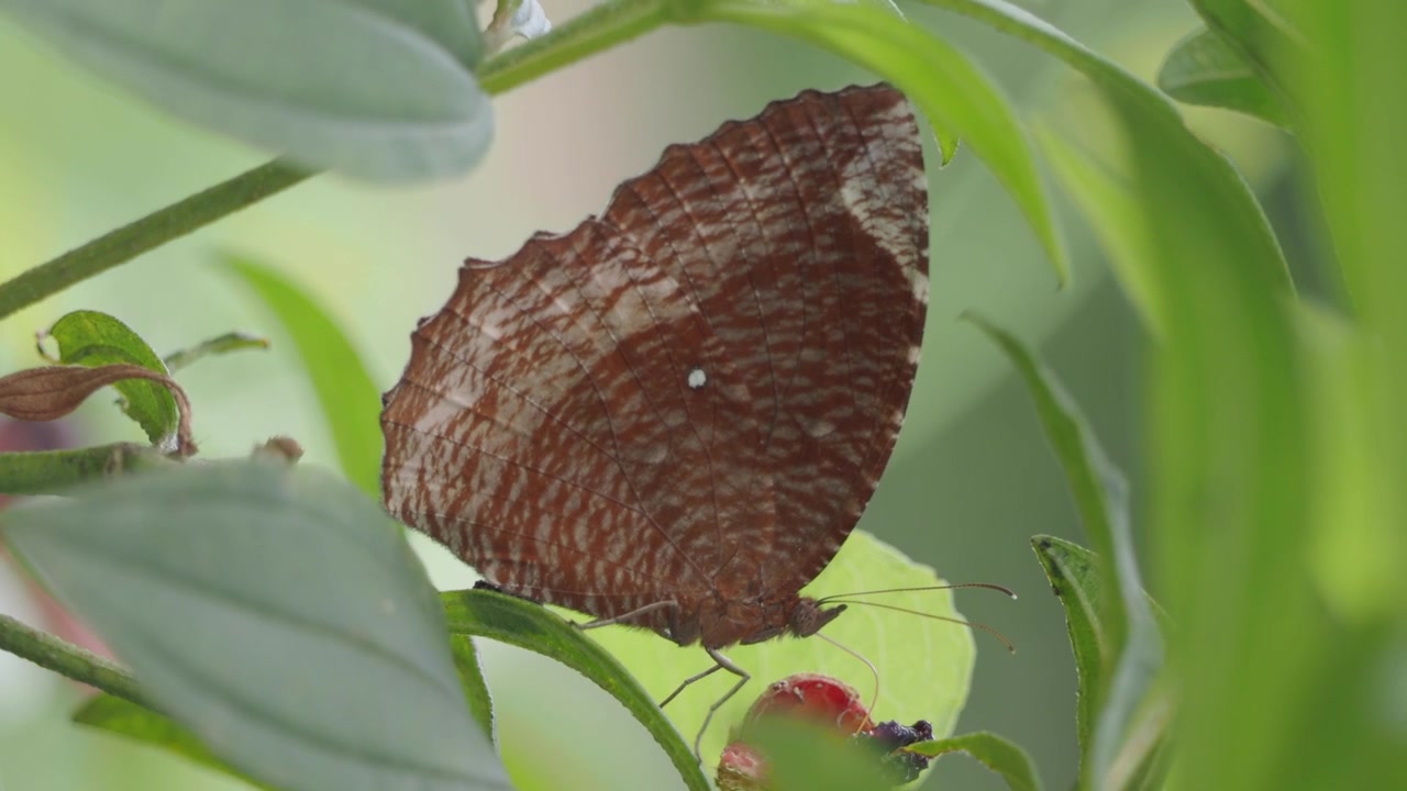 Close-up of a Brown Butterfly Resting on a Green Leaf