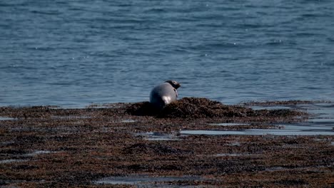 seal along the fjord, in the west fjords region, iceland - wide