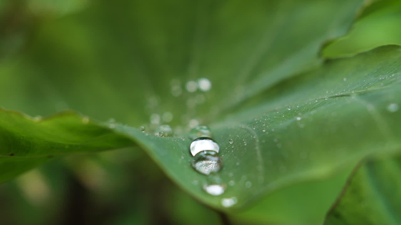 gotas de agua en la hoja verde hidrofóbica de cerca macro moco jardín montpellier