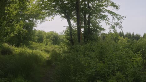a path leading to a forest on a spring day 4k shot on the sony a7siii + ronin rs 3