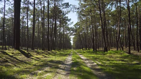 4k time lapse of the shadows on a dirty road in the the middle of a pine tree forest