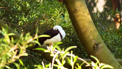 el pato radjah se alza entre el follaje verde exuberante