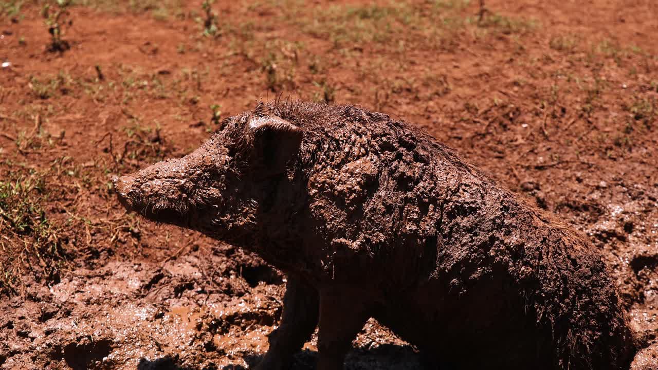 돼지는 진에 싸여서 일어서서 떠난다.