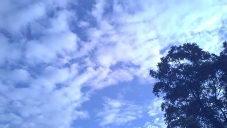 Clouds-Of-Pink-And-Blue-Move-Across-Sky-Above-Tree-Time-Lapse