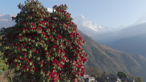 Aerial drone shot of blooming red rhododendrons, Nepal’s national flower, with Annapurna and Machhapuchhre mountains in the background, seen from Ghandruk village, Pokhara