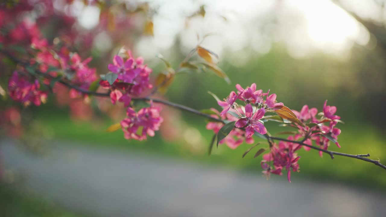 봄 꽃, 체리 또는 사쿠라 나무 가지 꽃, 일몰 배경